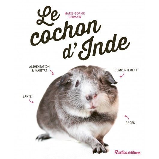 Le cochon d'Inde Le cochon d'Inde