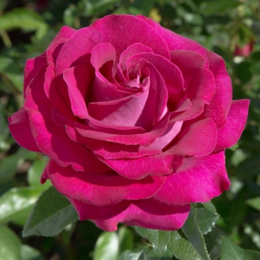 Rosier Belles Rives ® Meizolnil Avec motte Rosier Belles Rives ® Meizolnil Avec motte