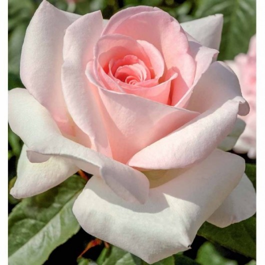 Rosier Prince Jardinier ® Meitroni Avec motte Rosier Prince Jardinier ® Meitroni Avec motte