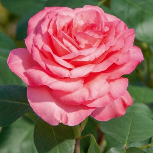 Rosier Panthère Rose ® Meicapinal Avec motte Rosier Panthère Rose ® Meicapinal Avec motte