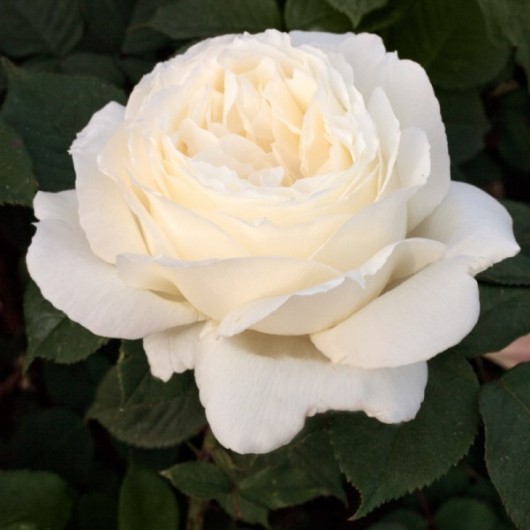 Rosier Jeanne Moreau ® Meidiaphaz Avec motte Rosier Jeanne Moreau ® Meidiaphaz Avec motte