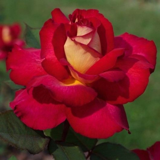 Rosier Bolshoi ® Meizuzes Avec motte Rosier Bolshoi ® Meizuzes Avec motte
