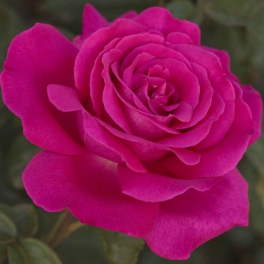 Rosier Velasquez ® Meimirtylus Avec motte Rosier Velasquez ® Meimirtylus Avec motte
