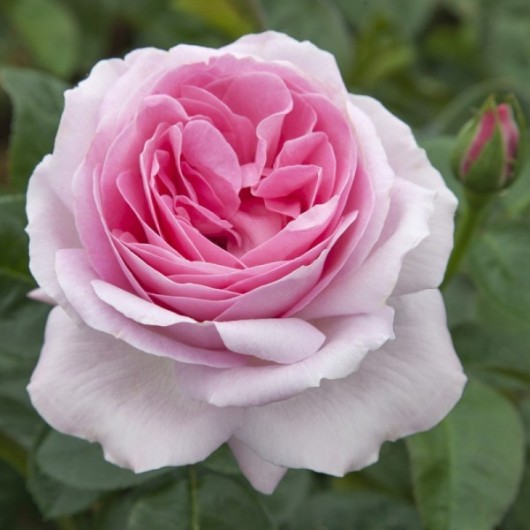 Rosier Pink Eureka ® Meiagadou Avec motte Rosier Pink Eureka ® Meiagadou Avec motte
