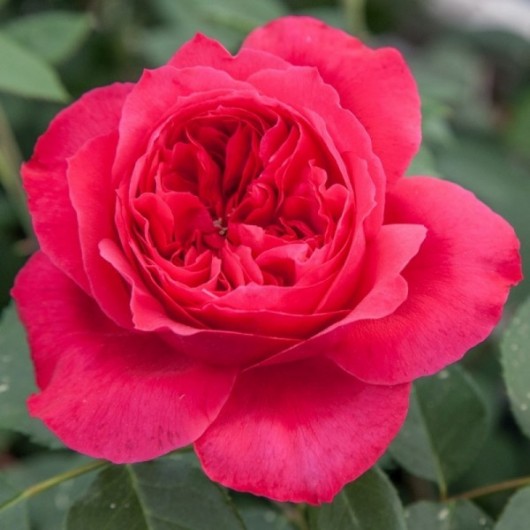 Rosier Ruban Rouge ® Meiprehmyr Avec motte Rosier Ruban Rouge ® Meiprehmyr Avec motte