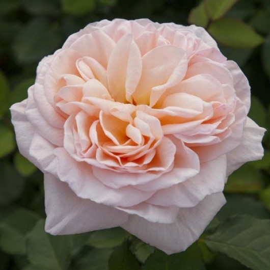 Rosier Belle Romantica ® Meigapencey Avec motte Rosier Belle Romantica ® Meigapencey Avec motte
