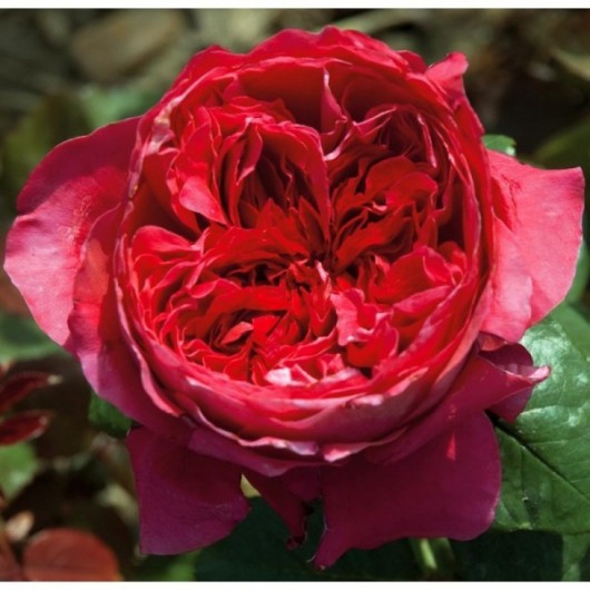 Rosier Alain Souchon ® Meikarouz Avec motte Rosier Alain Souchon ® Meikarouz Avec motte