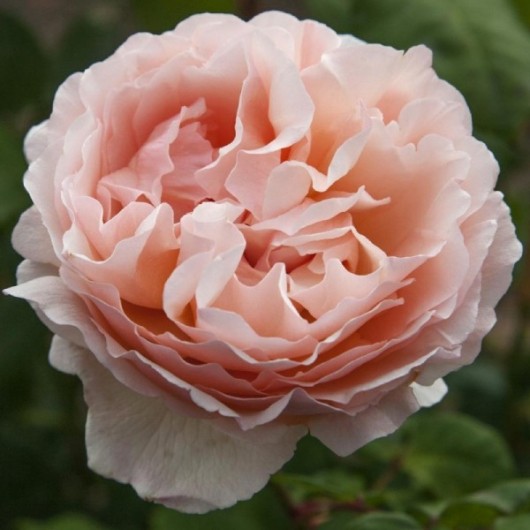 Rosier Princesse Charlène de Monaco ® Meidysouk Avec motte Rosier Princesse Charlène de Monaco ® Meidysouk Avec motte
