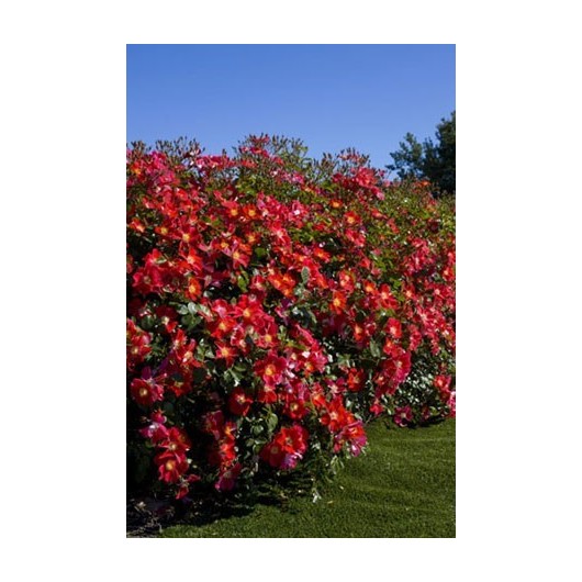 Rosier Candia Meillandecor ® Meiboulka Avec motte Rosier Candia Meillandecor ® Meiboulka Avec motte