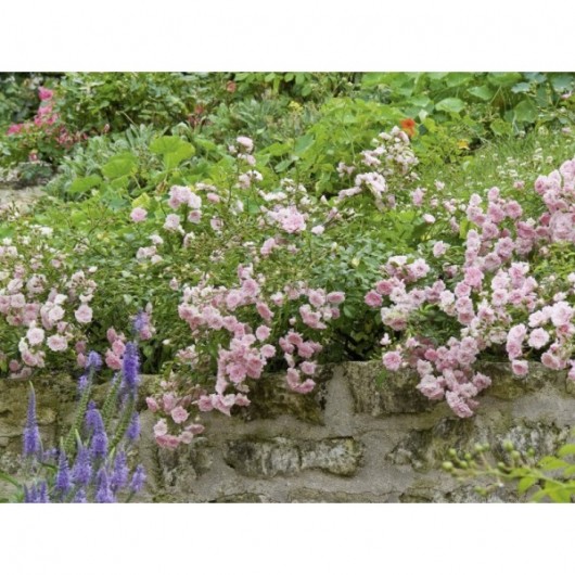 Rosier Feerie The Fairy Avec motte Rosier Feerie The Fairy Avec motte