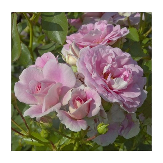 Rosier Bonica ® Meidomonac Avec motte Rosier Bonica ® Meidomonac Avec motte