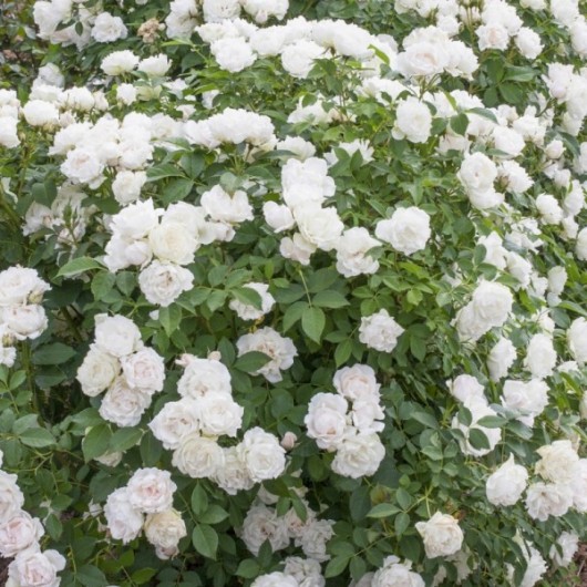 Rosier Crème Chantilly ® Meiradena Avec motte Rosier Crème Chantilly ® Meiradena Avec motte