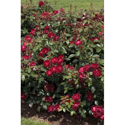 Rosier Cherry Bonica ® Meipeporia Avec motte Rosier Cherry Bonica ® Meipeporia Avec motte