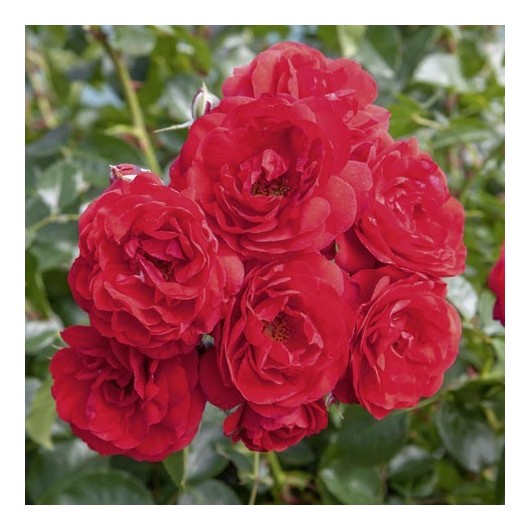 Rosier Scarlet Bonica ® Meiscarlebo Avec motte Rosier Scarlet Bonica ® Meiscarlebo Avec motte