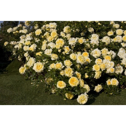 Rosier Nadia Meillandecor ® Meibalnéo Avec motte Rosier Nadia Meillandecor ® Meibalnéo Avec motte