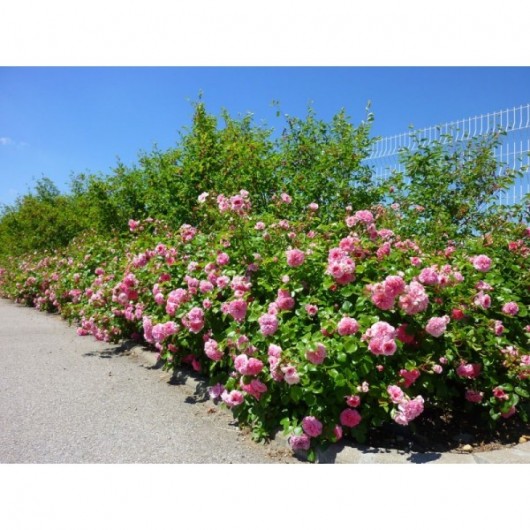 Rosier Les Quatre Saisons ® Meifafio Avec motte Rosier Les Quatre Saisons ® Meifafio Avec motte