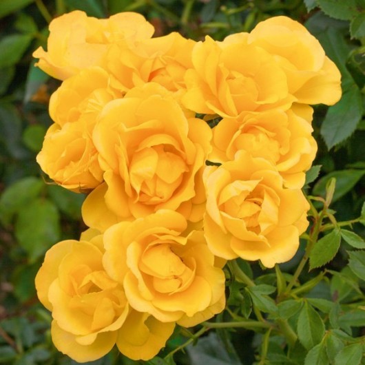 Rosier Rayon de Soleil ® Meianycid Avec motte Rosier Rayon de Soleil ® Meianycid Avec motte