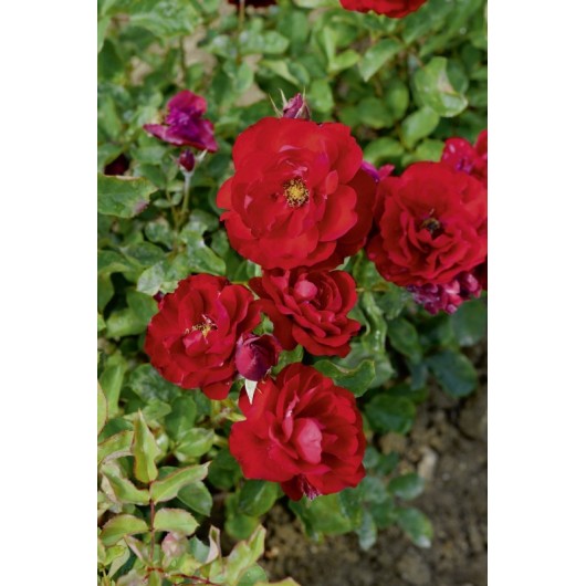 Rosier Lili Marlene Avec motte Rosier Lili Marlene Avec motte