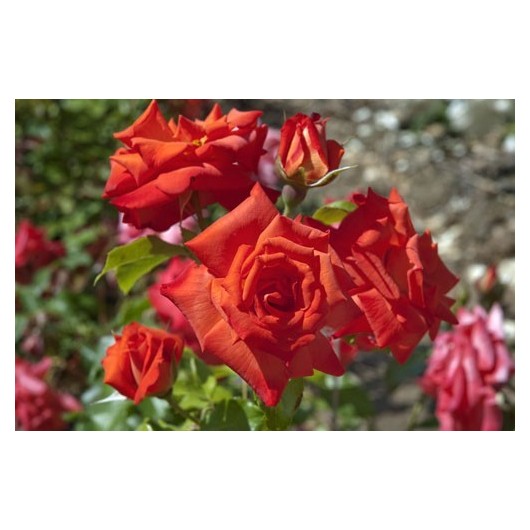 Rosier Rusticana ® Poppy Flash Avec motte Rosier Rusticana ® Poppy Flash Avec motte
