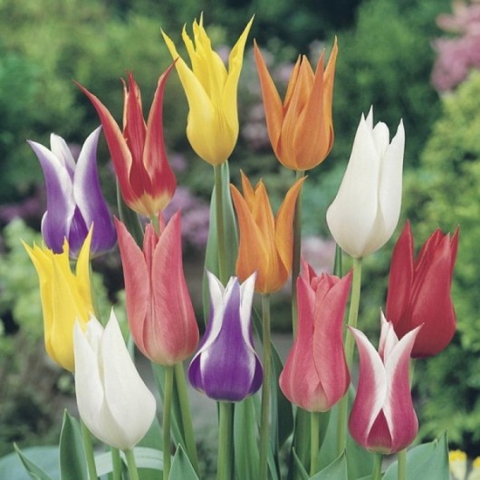 Tulipes à Fleurs de Lys en mélange Le lot de 15 Tulipes à Fleurs de Lys en mélange Le lot de 15