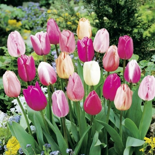 Tulipes Triomphe Pastel en mélange Le lot de 20 Tulipes Triomphe Pastel en mélange Le lot de 20