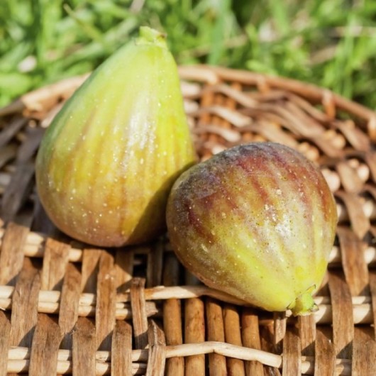 Figuier Jaune Goutte d’Or Le conteneur de 1 Figuier Jaune Goutte d’Or Le conteneur de 1