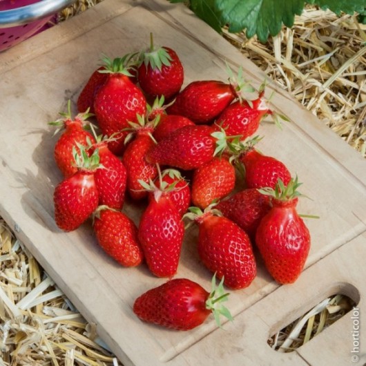 Fraisier Gariguette Le lot de 6 plants en godets Fraisier Gariguette Le lot de 6 plants en godets