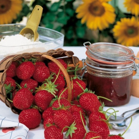 Fraisier Mara Des Bois Le lot de 6 plants en godets Fraisier Mara Des Bois Le lot de 6 plants en godets