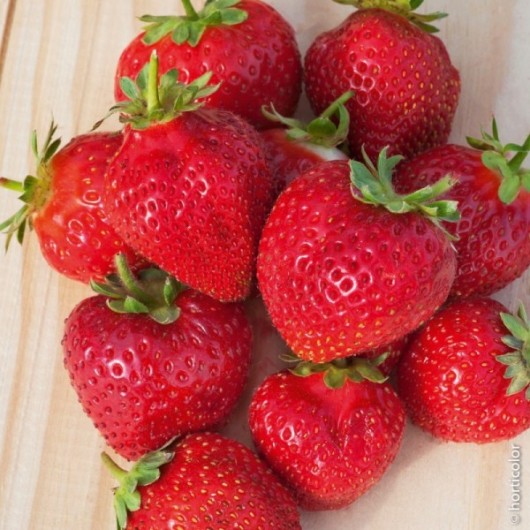 Fraisier Gariguette Le lot de 12 plants en godets Fraisier Gariguette Le lot de 12 plants en godets