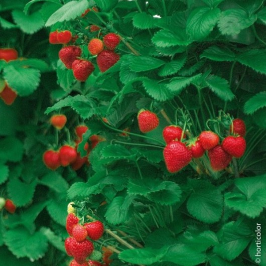 Fraisier Grimpant Mount Everest Le lot de 3 plants en godets Fraisier Grimpant Mount Everest Le lot de 3 plants en godets