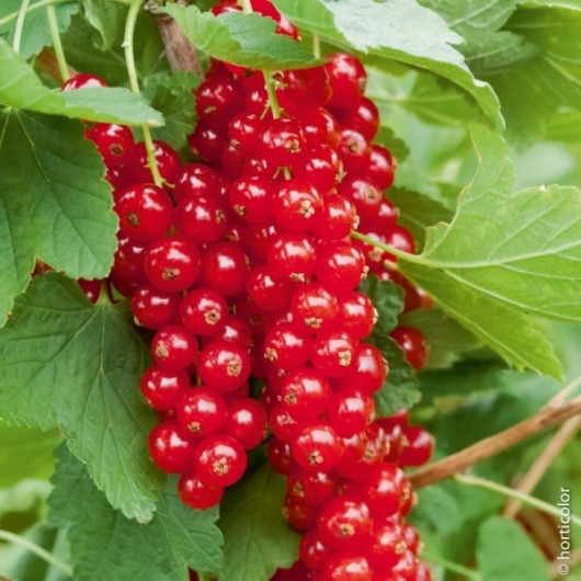 Groseillier a Grappes Rovada Le lot de 2 Groseillier a Grappes Rovada Le lot de 2