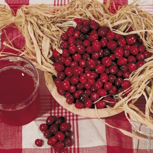Cranberry Le Plant Le conteneur Cranberry Le Plant Le conteneur