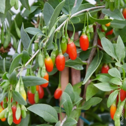Goji Princess Tao ® fpw03 Le plant en pot Goji Princess Tao ® fpw03 Le plant en pot