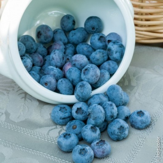 Myrtillier Blue Crop Le conteneur de 1 Myrtillier Blue Crop Le conteneur de 1
