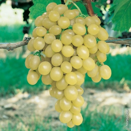 Vigne de Table Italia Le conteneur de 1 Vigne de Table Italia Le conteneur de 1
