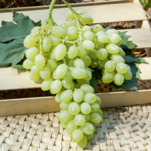 Vigne de Table Centennial Le conteneur de 1 Vigne de Table Centennial Le conteneur de 1