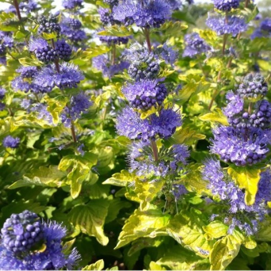 Caryopteris GOOD AS GOLD ® Novacargol Caryopteris GOOD AS GOLD ® Novacargol