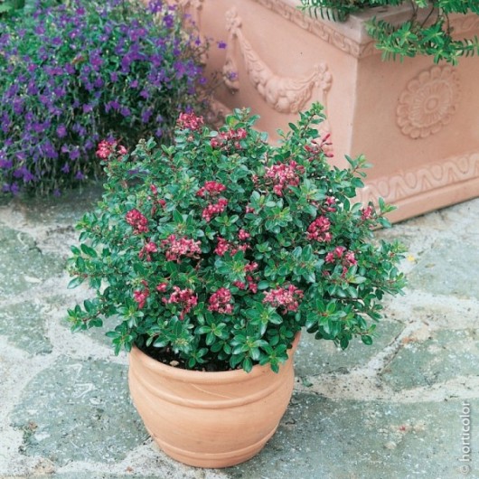 Escallonia Nain Red Dream Le conteneur de 1 Escallonia Nain Red Dream Le conteneur de 1