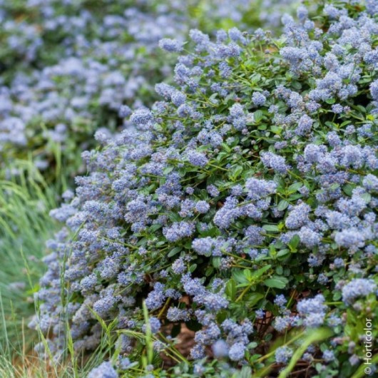 Ceanothe Repens Le conteneur Ceanothe Repens Le conteneur