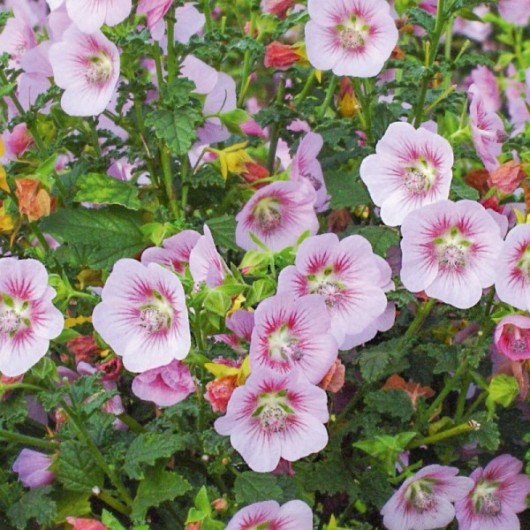 Anisodontea Scabrosa Miss Pinky ® Le conteneur de 1.3 Litres Anisodontea Scabrosa Miss Pinky ® Le conteneur de 1.3 Litres