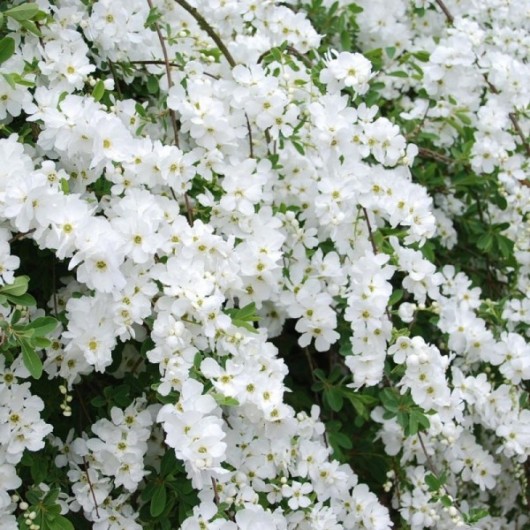 Exochorda MAGICAL SPRINGTIME ® Kolmaspri Exochorda MAGICAL SPRINGTIME ® Kolmaspri