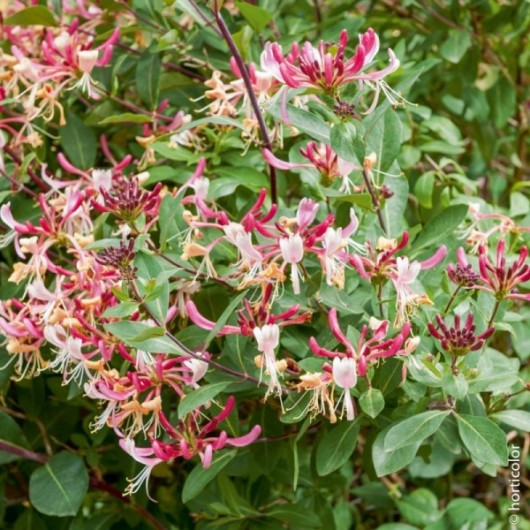 Chevrefeuille Japonica Chinensis Le conteneur de 1 Chevrefeuille Japonica Chinensis Le conteneur de 1