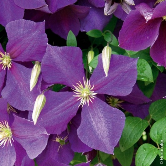 Clematite Jackmanii Le conteneur de 1 Clematite Jackmanii Le conteneur de 1