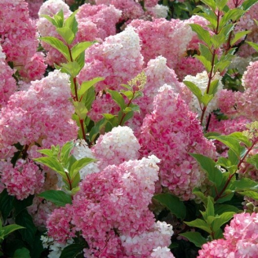 Hortensia paniculata Vanille Fraise ® Renhy Le conteneur 1 Hortensia paniculata Vanille Fraise ® Renhy Le conteneur 1