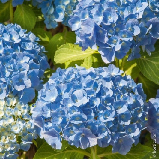 Hortensia Macrophylla Bodensee Le conteneur de 1 Hortensia Macrophylla Bodensee Le conteneur de 1