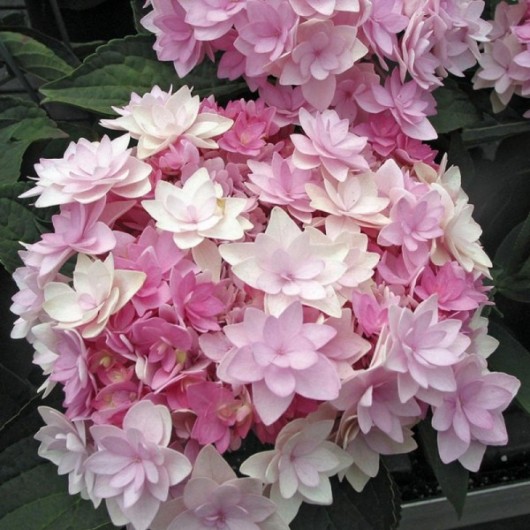 Hortensia Macrophylla You And Me ® Romance Le conteneur de 1 Hortensia Macrophylla You And Me ® Romance Le conteneur de 1