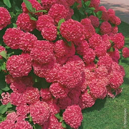 Hortensia Macrophylla Sybilla Le conteneur de 1 Hortensia Macrophylla Sybilla Le conteneur de 1