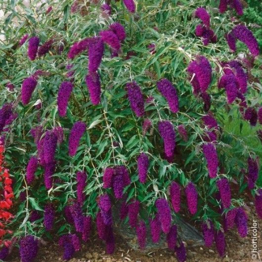 Buddleia Nain Nanho Purple Le plant Buddleia Nain Nanho Purple Le plant