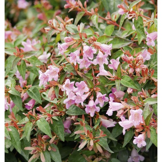 Abelia Edouard Goucher Le conteneur de 1 Abelia Edouard Goucher Le conteneur de 1