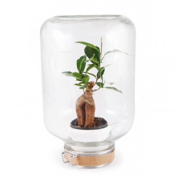 Terrarium Labo L Ginseng - Ø14 cm - 1 plante Naturalys